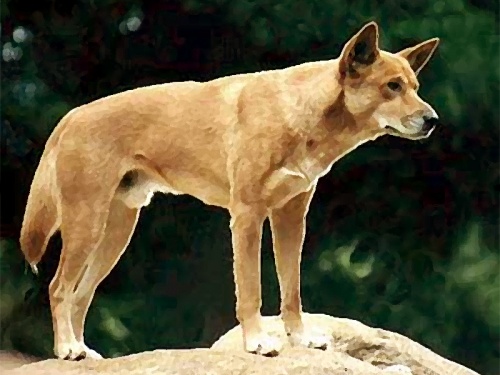 /foto 1/ - Dingo